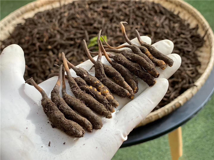 高档虫草回收